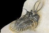 Short-Fork Walliserops Hammi Trilobite - Foum Zguid, Morocco #161462-4